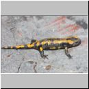 Salamandra salamandra - Feuersalamander 01b OS-Wallenhorst-Tongrube.jpg
